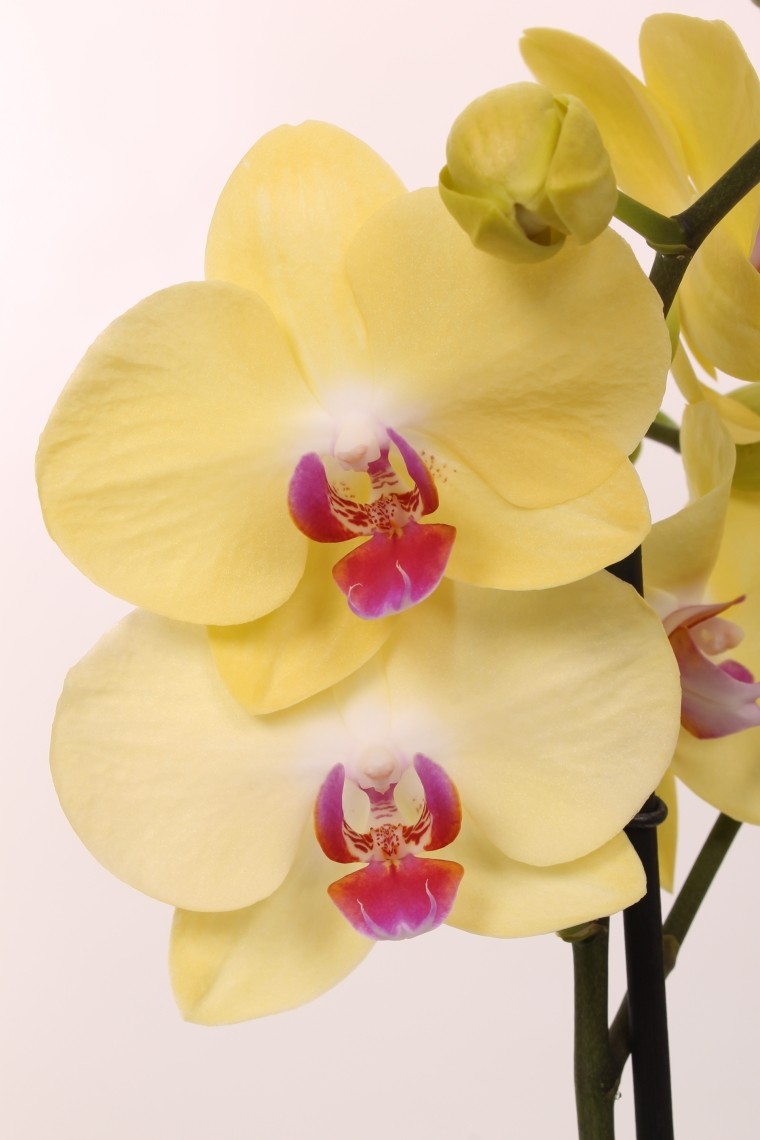 Орхидеи желто розовые. Amalfi Орхидея фаленопсис. Фаленопсис Elburg Smit Орхидея. Фаленопсис Miraflore. Орхидея Phalaenopsis Амальфи.